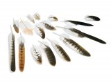 Red Kite feathers (Milvus milvus) BD0593
