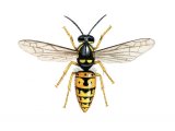 IH073 - Red Wasp worker (Vespula rufa)
