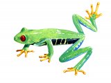 RA171 - Red-eyed Tree frog (Agalychnis callidryas)