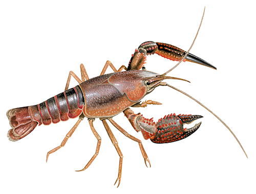 Red swamp Crayfish (Procambarus clarkii) OS001