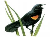 Red-winged Blackbird (Agelaius phoeniceus) BD057