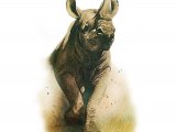 Black Rhino (Diceros bicornis) M001