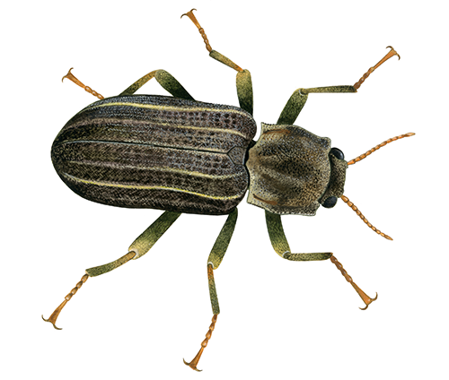 Riffle beetle (Stenelmis canaliculata) IN001