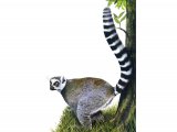 Ring-tailed Lemur (Lemur catta) M001