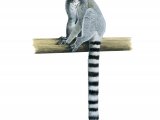 Ring-tailed Lemur (Lemur catta) M004