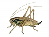 Roesel’s bush cricket (Metrioptera roeselii) IN001