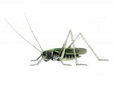 Roesel’s Bush Cricket (Metrioptera roeselii) IN002