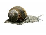 Roman Snail (Helix pomatia) OS001