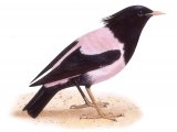 Rose-coloured Starling male (Pastor roseus) B001
