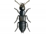 Rove Beetle (Philonthus politus) IN001
