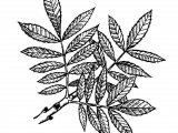 Rowan (Sorbus aucuparia) B002