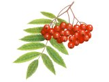 Rowan Berries (Sorbus aucuparia) B004