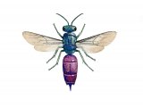 IH103 - Ruby-tailed Wasp (Chrysis ignita)