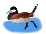 Ruddy Duck (Oxyura jamaicensis) BD0426