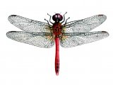 Dragonfly (Rudy Darter) Sympetrum sanguineum IN001