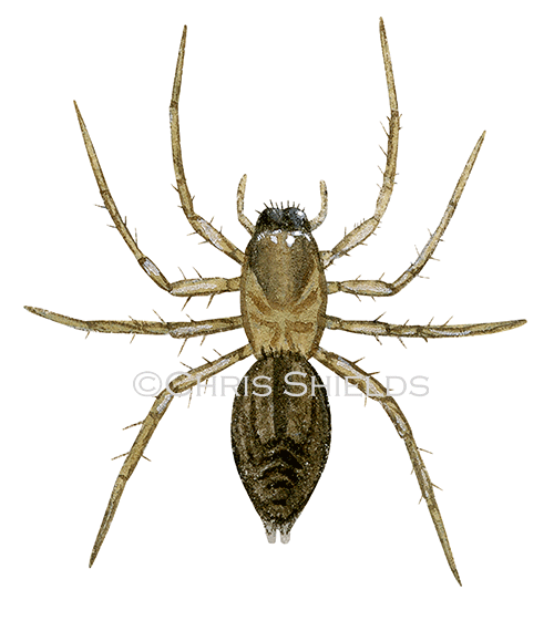 Sac Spider (Clubonia lutescens) SP0012