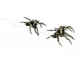Zebra Spider (Jumping Spider) Salticus scenicus OS001