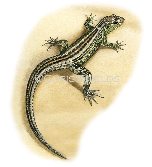 Sand Lizard (Lacerta agilis) R0025