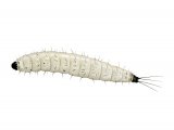 Sandfly Larvae (Phlebotomus perniciosus) OS013