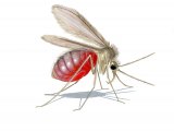 Sandfly (Lutzomyia longipalpis) fed live femal OS010
