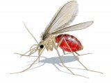 Sandfly (Phlebotomus perniciosus) fed female OS009