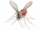 Sandfly (Phlebotomus perniciosus) fed female OS014