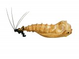 Sandfly Pupae (lutzomyia longipalpis) OS004