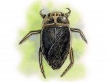 Saucer Bug (Ilyocoris cimicoides) IN001