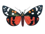 Scarlet Tiger Moth (Callimorpha dominyla) IN001
