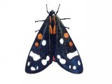Scarlet Tiger Moth (Callimorpha dominyla) IN002