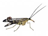 IN110 - Scorpion Fly (Panorpa communis)