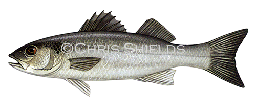 Sea Bass (Dicentrarchus labrax) F009