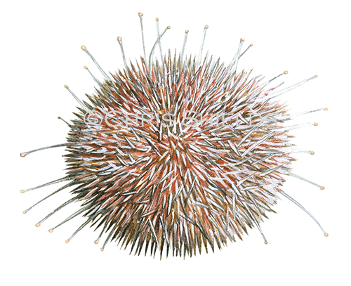 Sea Urchin (Echinus esculentus) OS0015