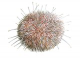 Sea Urchin (Echinus esculentus) OS002