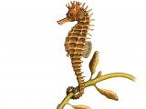 F168 - Seahorse (maned) Hippocampus ramulosus