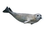 Seal (Common) Phoca vitulina M003