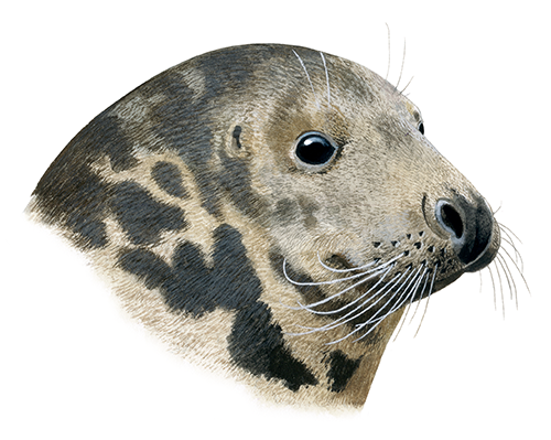 Seal (Grey) Halichoerus grypus M005