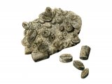 PF035 - Sea lily Fossil Stem pieces (Platycrinites)