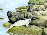 Seal (Grey) Halichoerus grypus M002