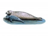 Seal (Common) Phoca vitulina M002