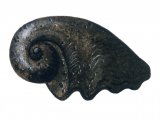 PF037 - Seasnail Fossil (Platyceras)