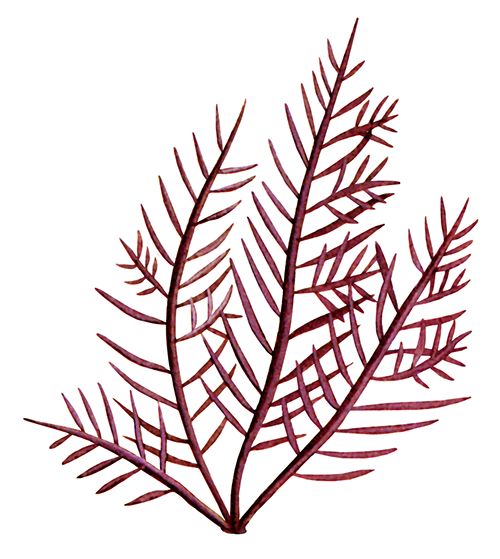 Seaweed (Grateloupia filicina) BT0331
