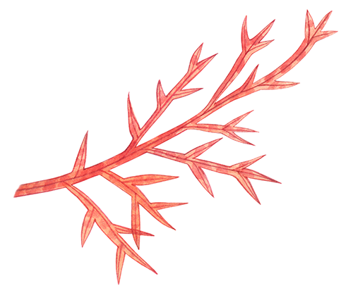 Seaweed (Hypogiossum woodwardi) BT0327