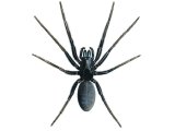 Tube Web Spider (Segestria florentina) OS003