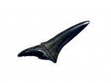 PF038 - Shark Tooth Fossil