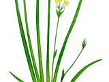 Shoreweed (Littorella uniflora) BT0290