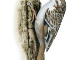 Short-toed Treecreeper (Certhia brachydactyla) BD0431