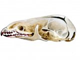 Shrew skull (Sorex araneus) M003