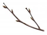 Silver Birch twig (Betula pendula) BT067
