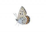 Silver-studded Blue (Plebejus argus) IN003